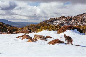 آب و هوای استرالیا در فصل زمستان